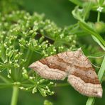 Braunbinden-Wellenstriemenspanner (Scotopteryx chenopodiata)