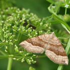 Braunbinden-Wellenstriemenspanner (Scotopteryx chenopodiata)