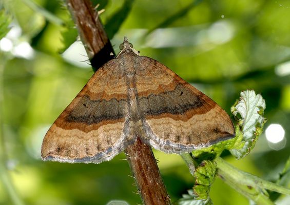 Braunbinden-Wellenstriemenspanner (Scotopteryx chenopodiata) 