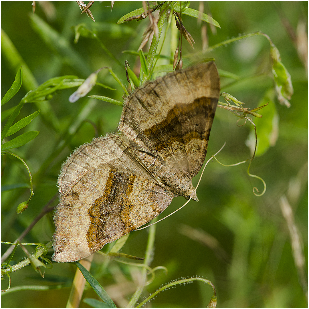 Braunbinden-Wellenstriemenspanner (Scotopteryx chenopodiata).