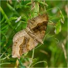 Braunbinden-Wellenstriemenspanner (Scotopteryx chenopodiata).