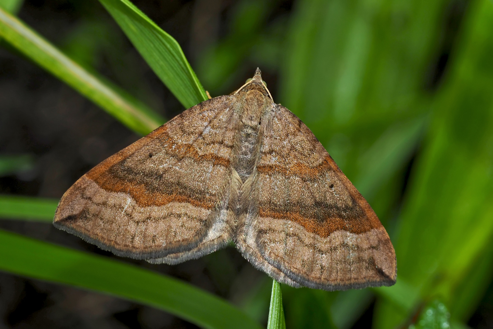 Braunbinden-Wellenstriemenspanner (Scotopteryx chenopodiata)* - La Phalène de l'Ansérine.