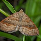 Braunbinden-Wellenstriemenspanner (Scotopteryx chenopodiata)* - La Phalène de l'Ansérine.