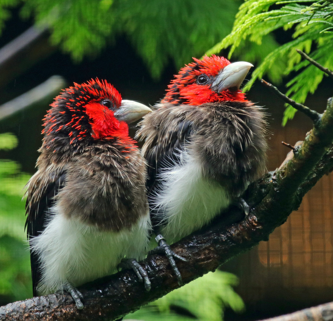 Braunbrust Bartvogel