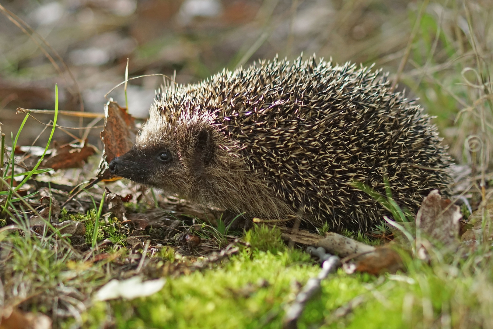 Braunbrust-Igel (Erinaceus europaeus)