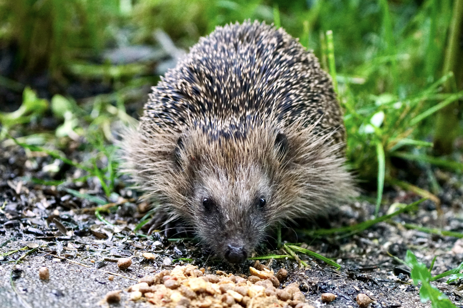 Braunbrustigel (Erinaceus europaeus)