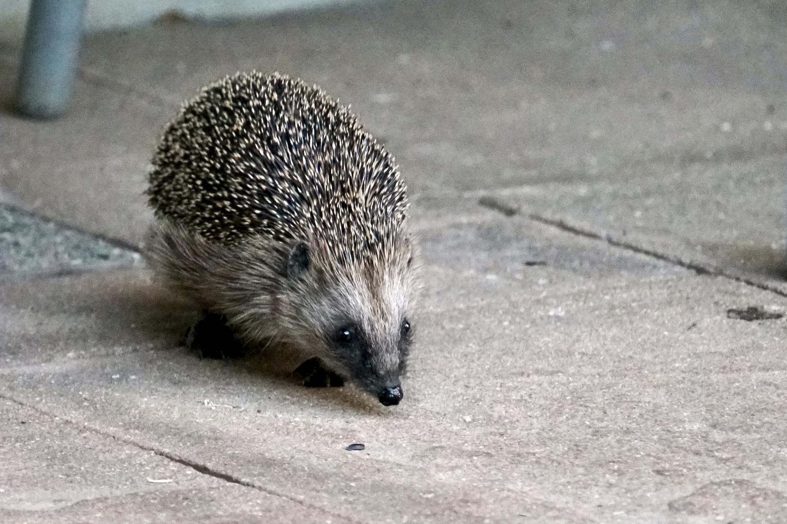 Braunbrustigel (Erinaceus europaeus)