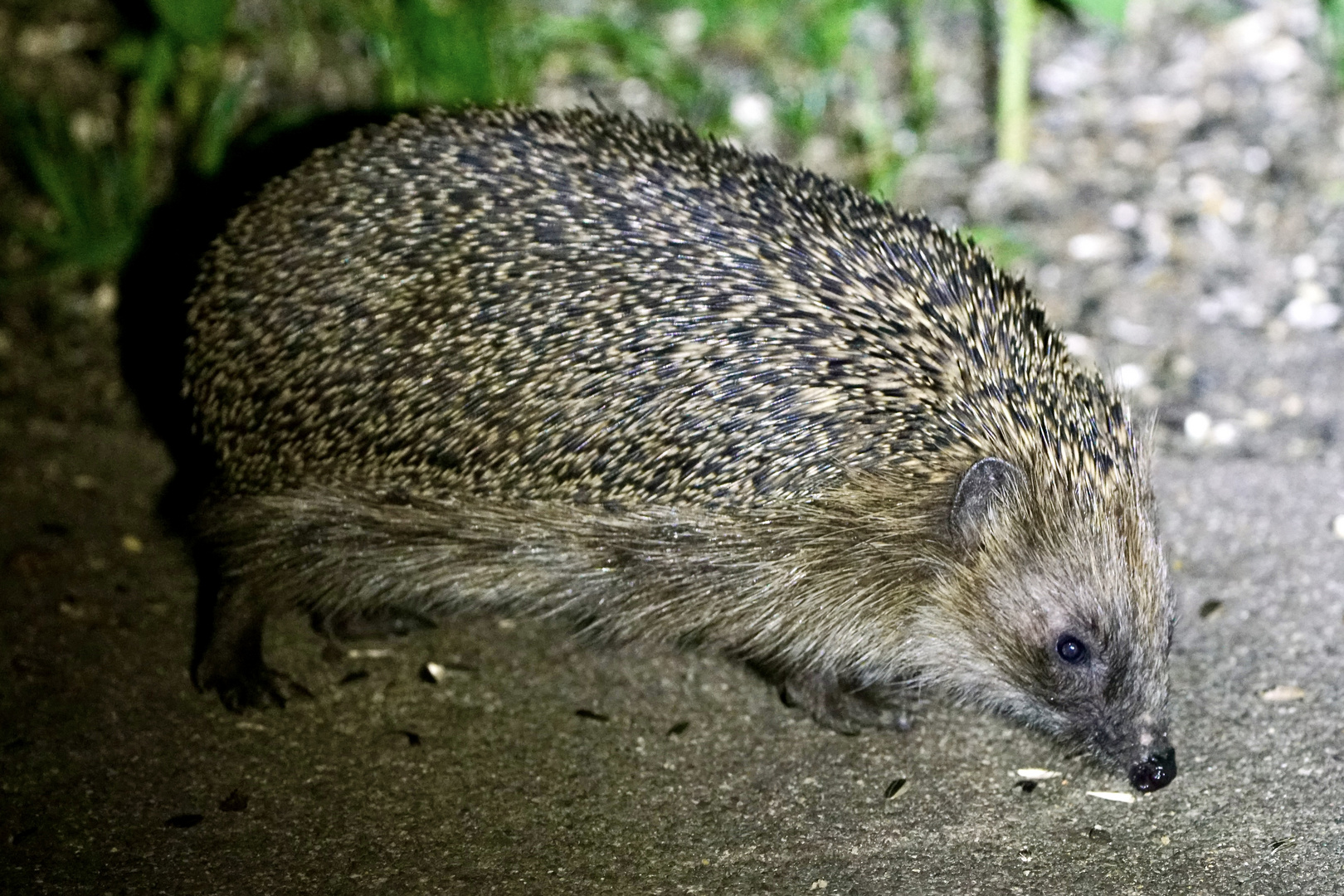 Braunbrustigel (Erinaceus europaeus)