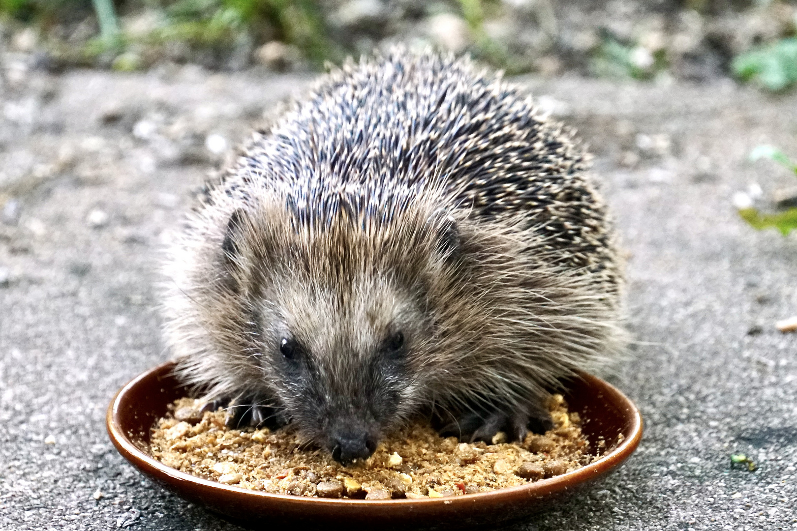 Braunbrustigel (Erinaceus europaeus)