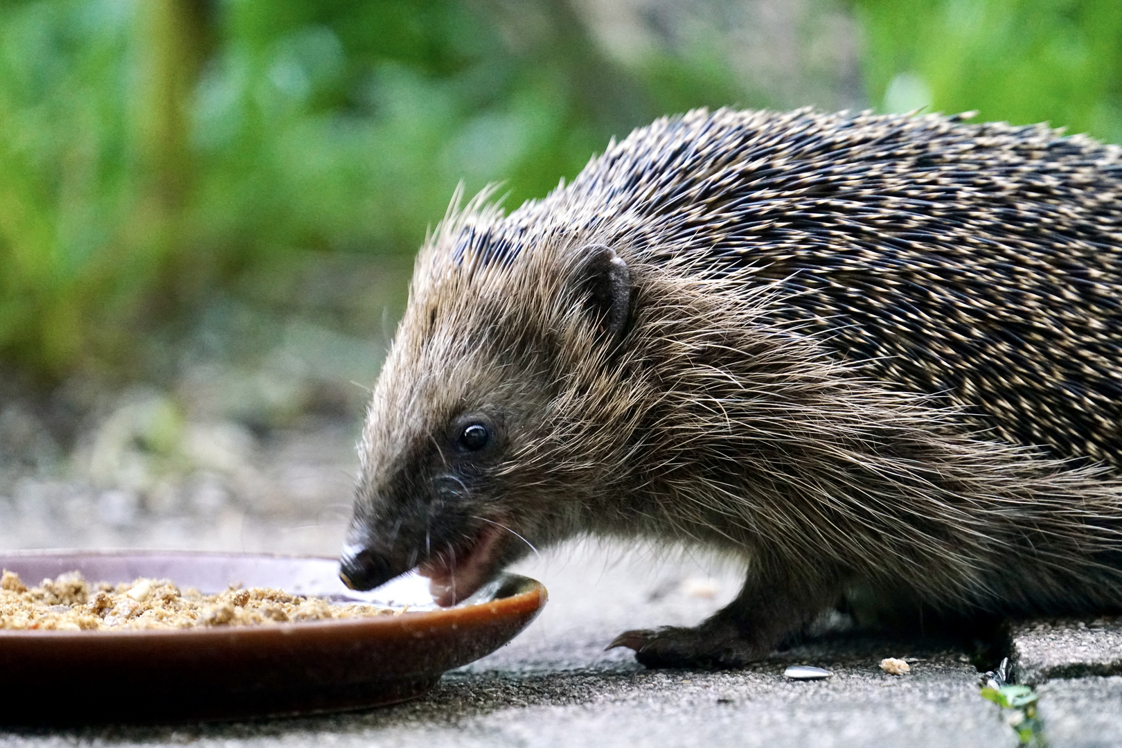 Braunbrustigel (Erinaceus europaeus)