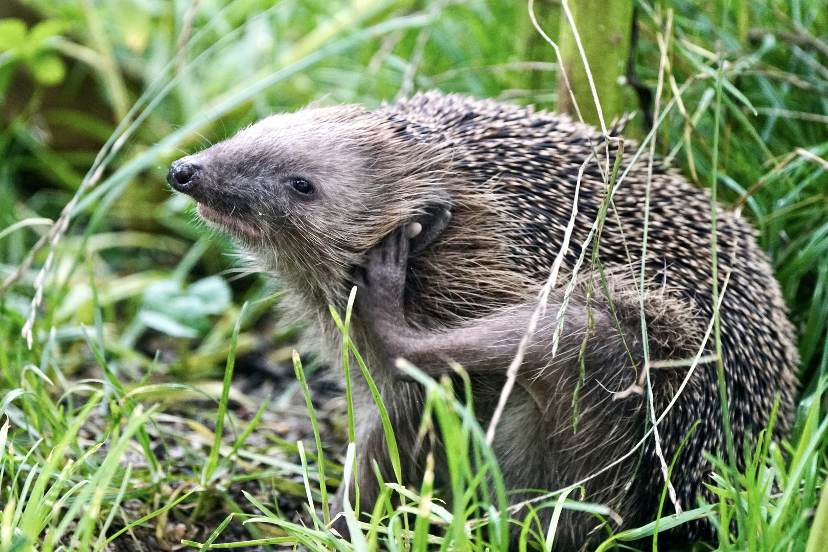 Braunbrustigel (Erinaceus europaeus)