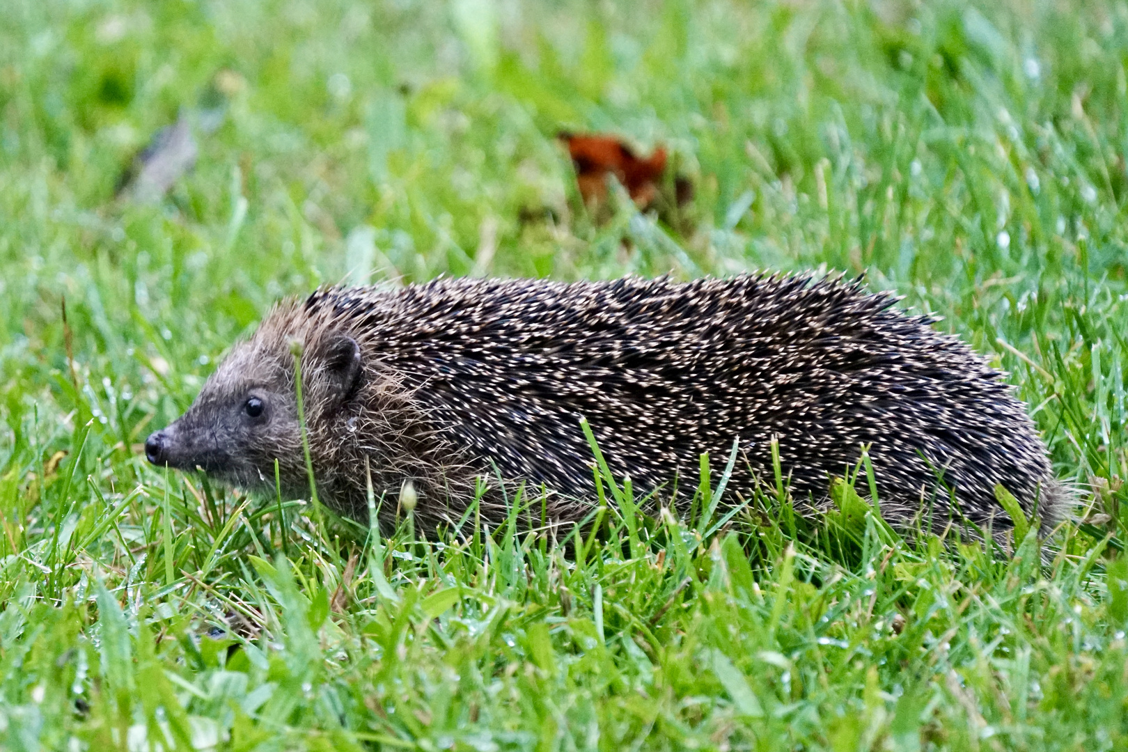 Braunbrustigel (Erinaceus europaeus)