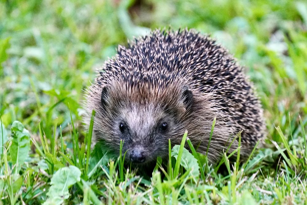 Braunbrustigel (Erinaceus europaeus) Foto & Bild makro, garten, igel