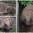 Braunbrustigel - Erinaceus europaeus