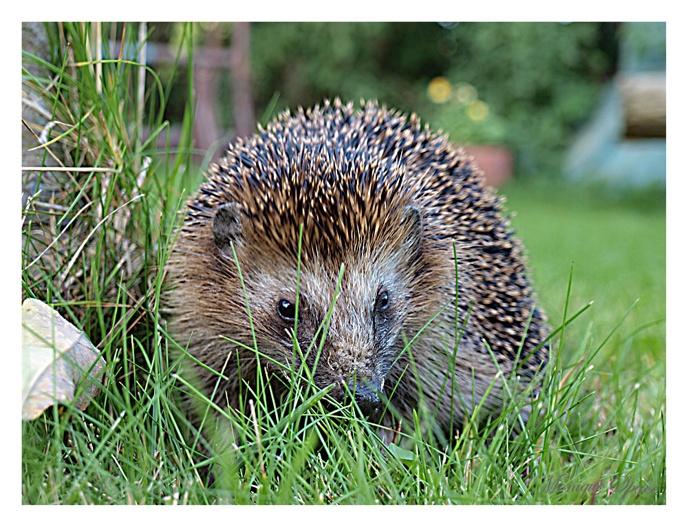 Braunbrustigel (Erinaceus europaeus)