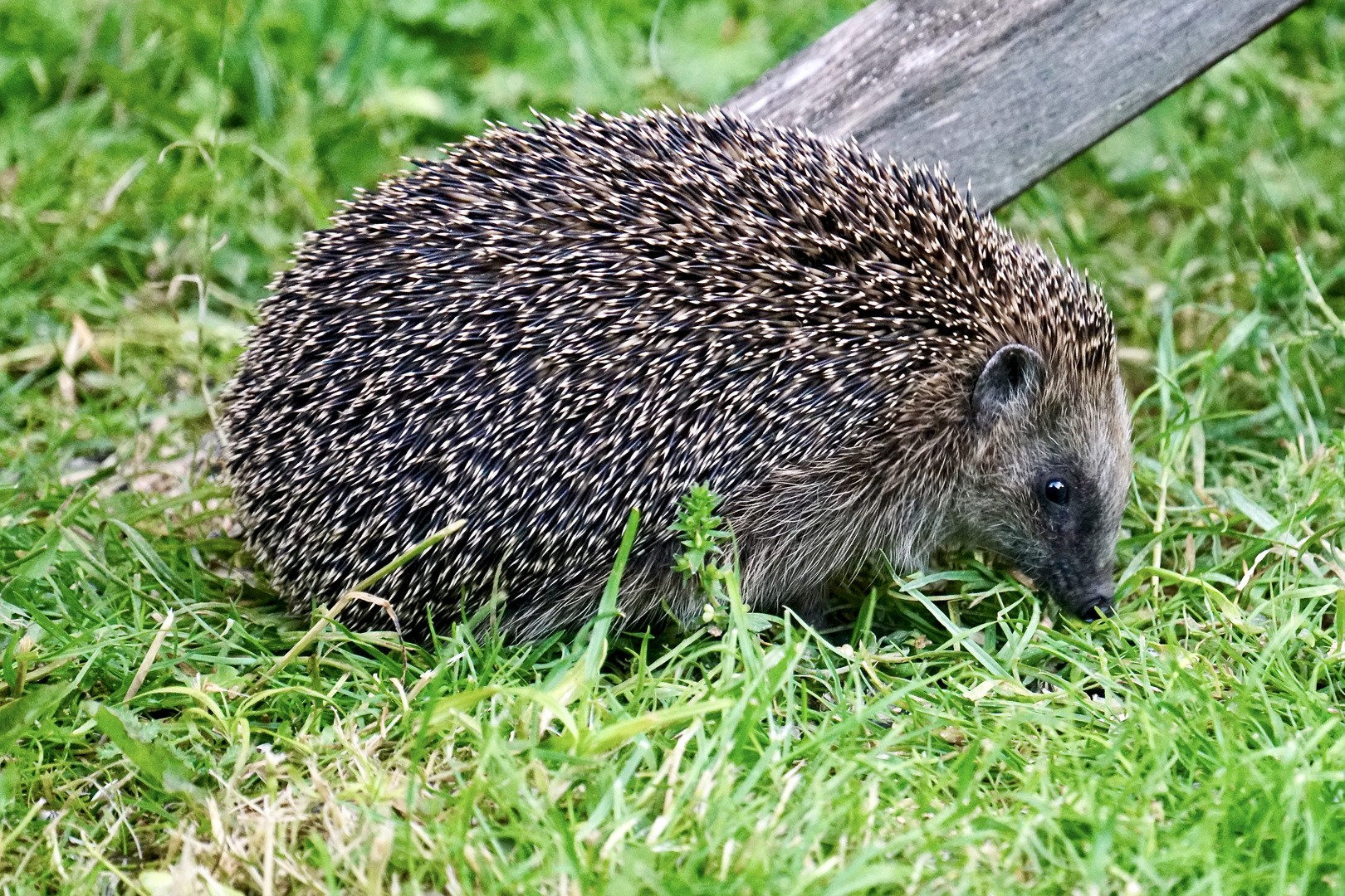 Braunbrustigel (Erinaceus europaeus)