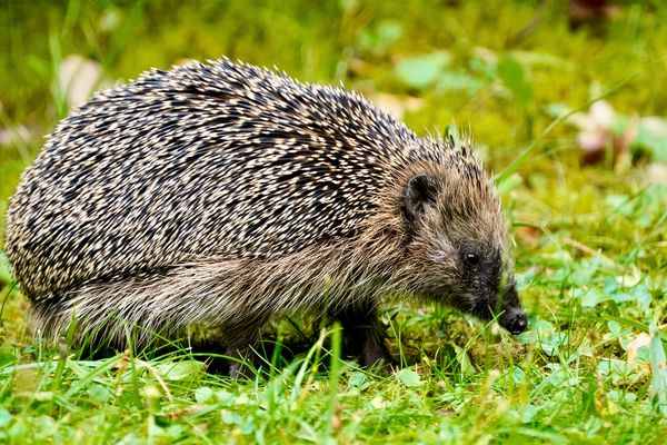 Braunbrustigel (Erinaceus europaeus)
