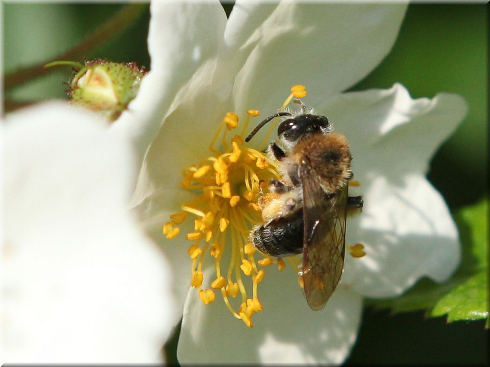 Braunbürstige Sandbiene