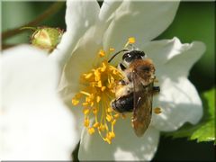 Braunbürstige Sandbiene