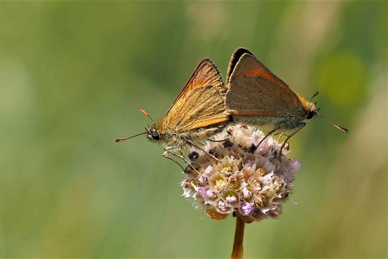 Braundickkopffalter (Thymelicus lineola) Paarung