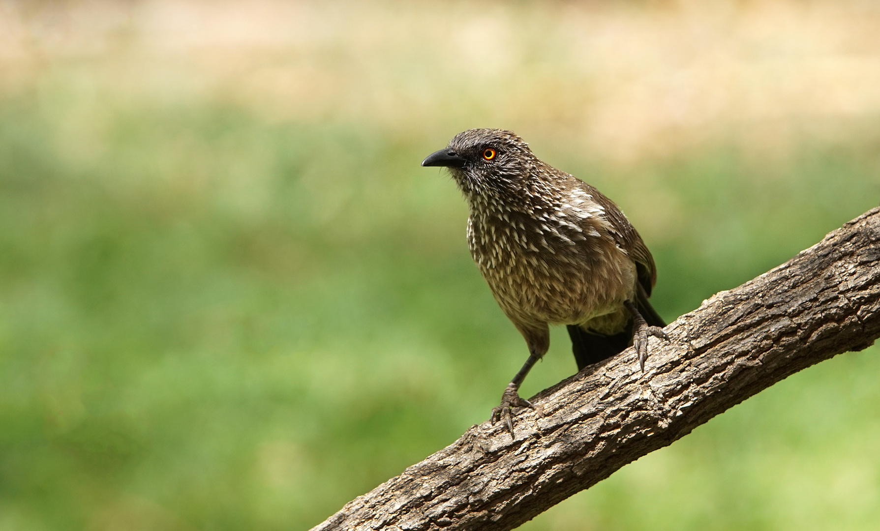 Braundrossling (Arrow-marked babbler)