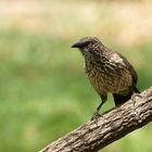 Braundrossling (Arrow-marked babbler)