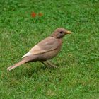 Braune Amsel ( Zimt- Amsel )