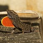 Braune Anolis mit Kehlsack (Kauai)