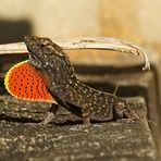 Braune Anolis mit Kehlsack (Kauai)