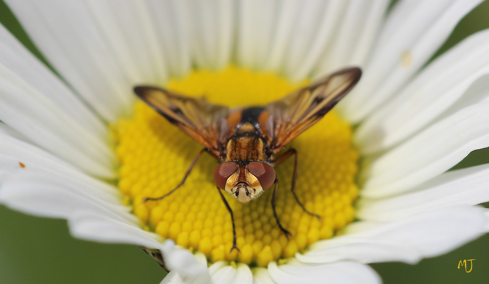 braune Augen