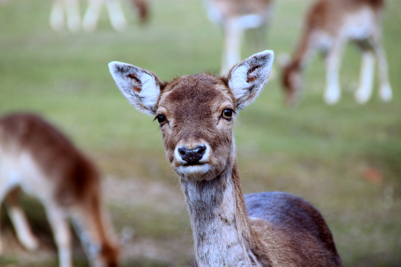 braune Augen