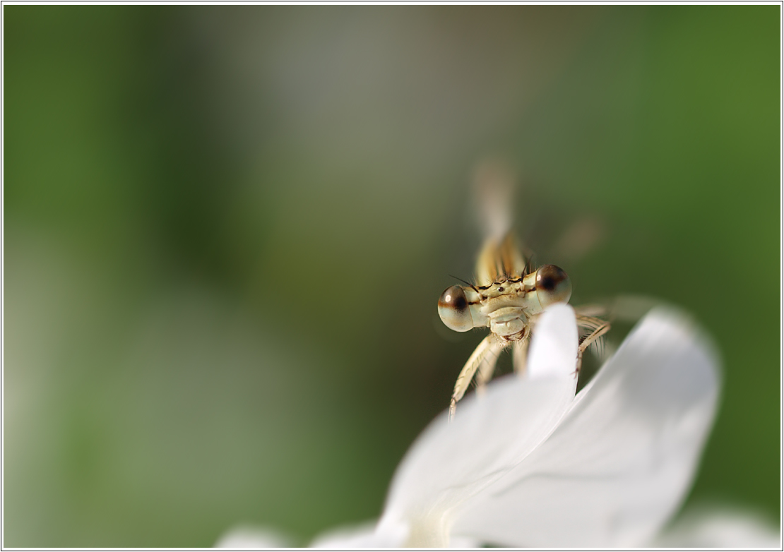 Braune Augen