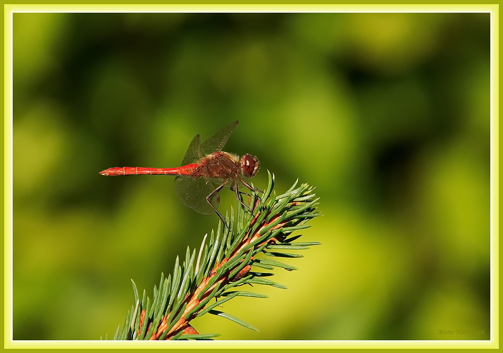 Braune Augen sind gefährlich... Foto & Bild tiere, wildlife, libellen
