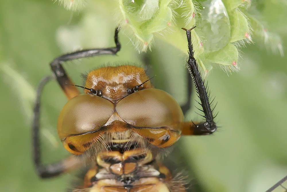 "Braune Augen sind gefährlich,. Foto & Bild tiere, wildlife