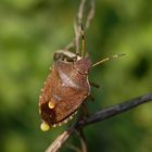 Braune Baumwanze - Peribalus strictus (syn. Holcostethus strictus)