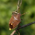 Braune Baumwanze - Peribalus strictus (syn. Holcostethus strictus)