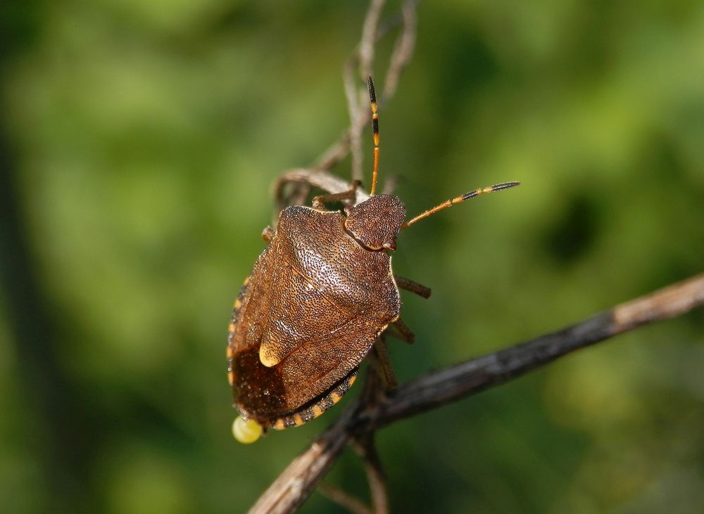 Braune Baumwanze Peribalus strictus (syn. Holcostethus strictus) Foto