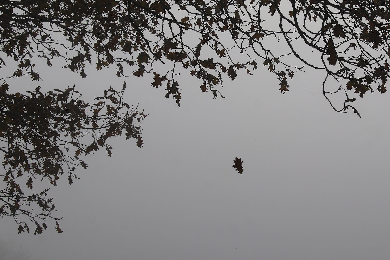 ...braune Blätter fallen müd` vom Baum.