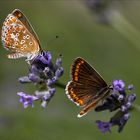 braune Bläulinge und Lavendelblau