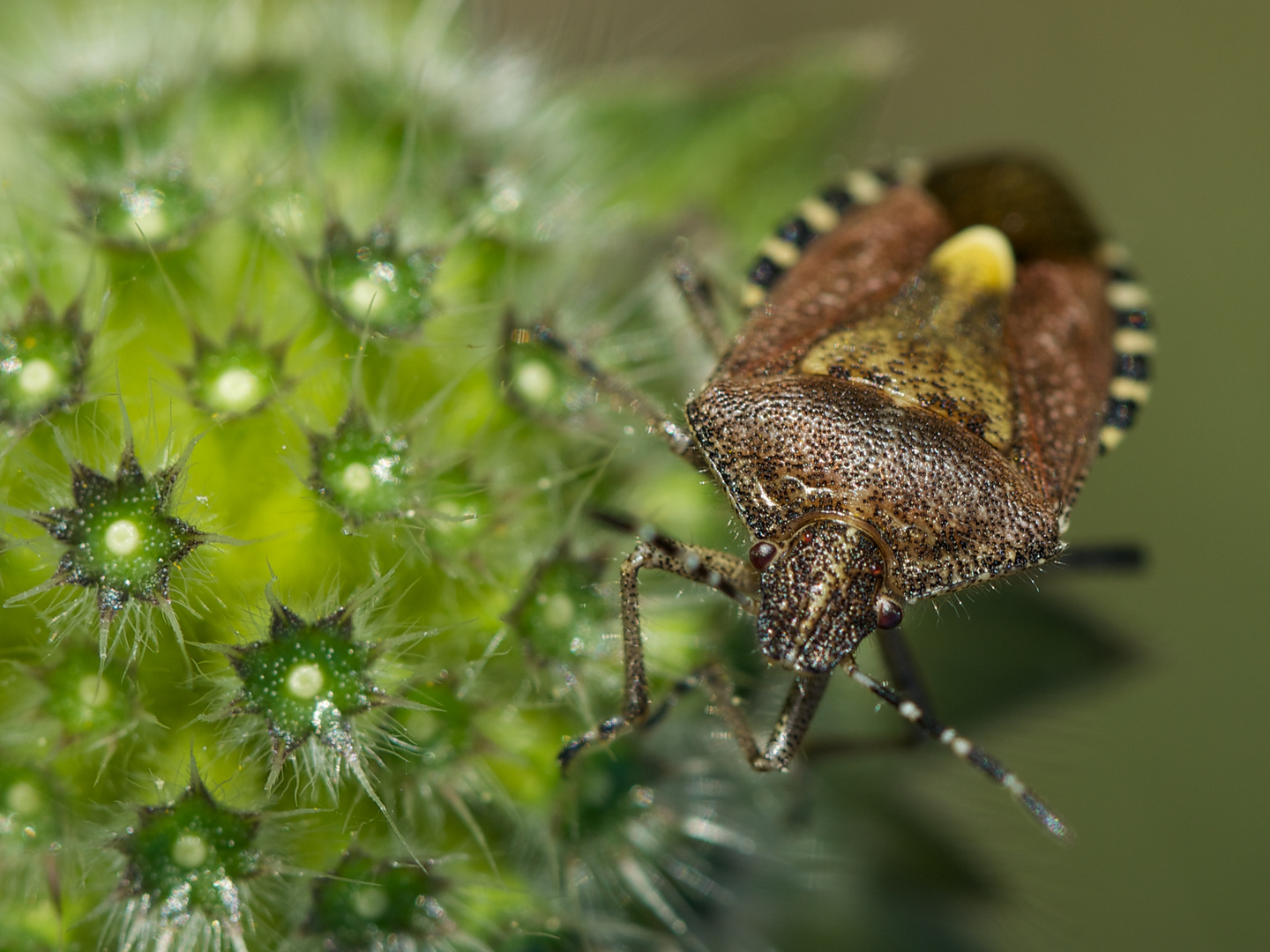 Braune Blattwanze im Septemberlicht