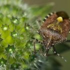 Braune Blattwanze im Septemberlicht