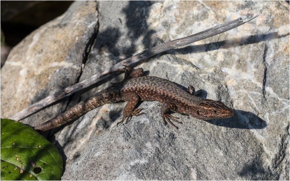 Braune Eidechse Foto & Bild tiere, wildlife, amphibien & reptilien