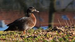 braune Ente 