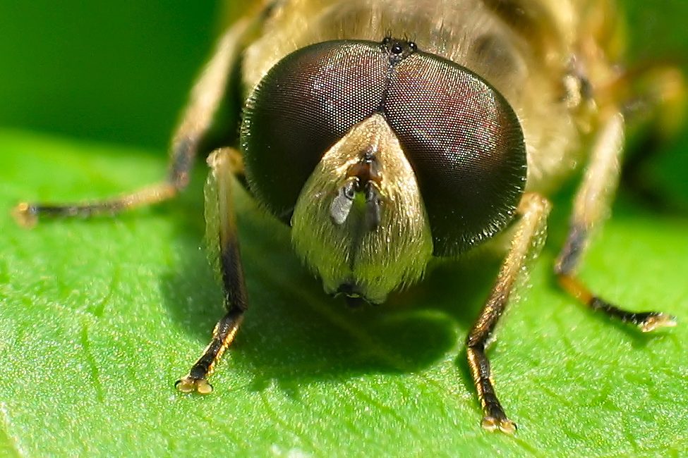 braune Facettenaugen