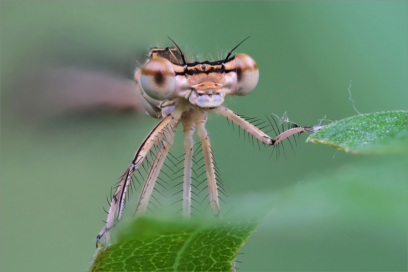 Braune Federlibelle