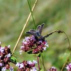  Braune Feuerfalter (Lycaena tityrus)