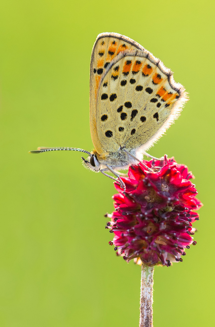 Braune Feuerfalter (Lycaena tityrus)