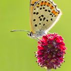 Braune Feuerfalter (Lycaena tityrus)