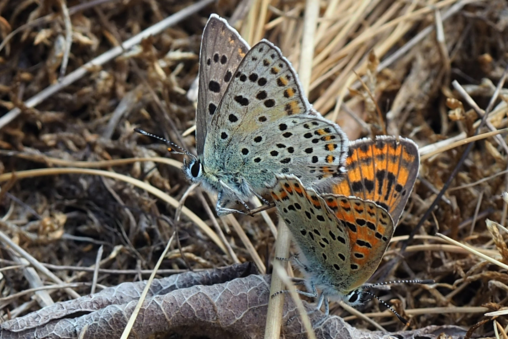 Braune Feuerfalter (Lycaena tityrus)