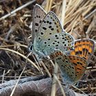 Braune Feuerfalter (Lycaena tityrus)